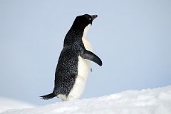 11B Adelie Penguin On Cuverville Island On Quark Expeditions Antarctica Cruise.jpg